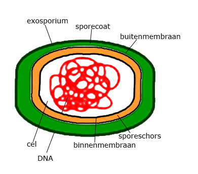 bacteriespore