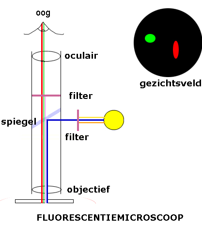 fluorescentiemicroscoop